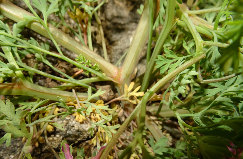 Fumaria officinalis subsp. officinalis / Fumaria comune